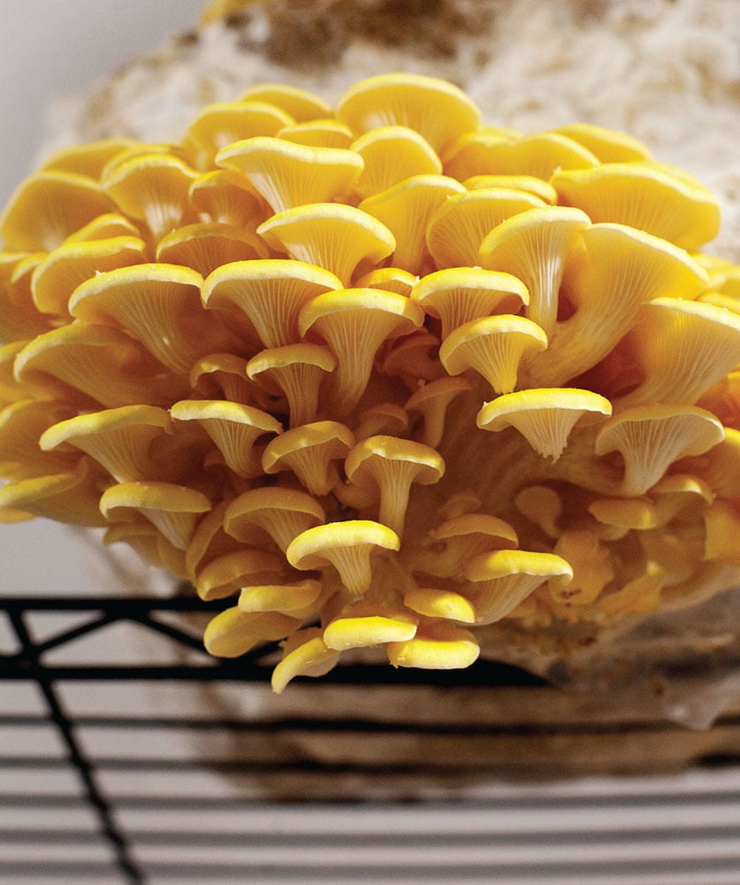 fun with fungi