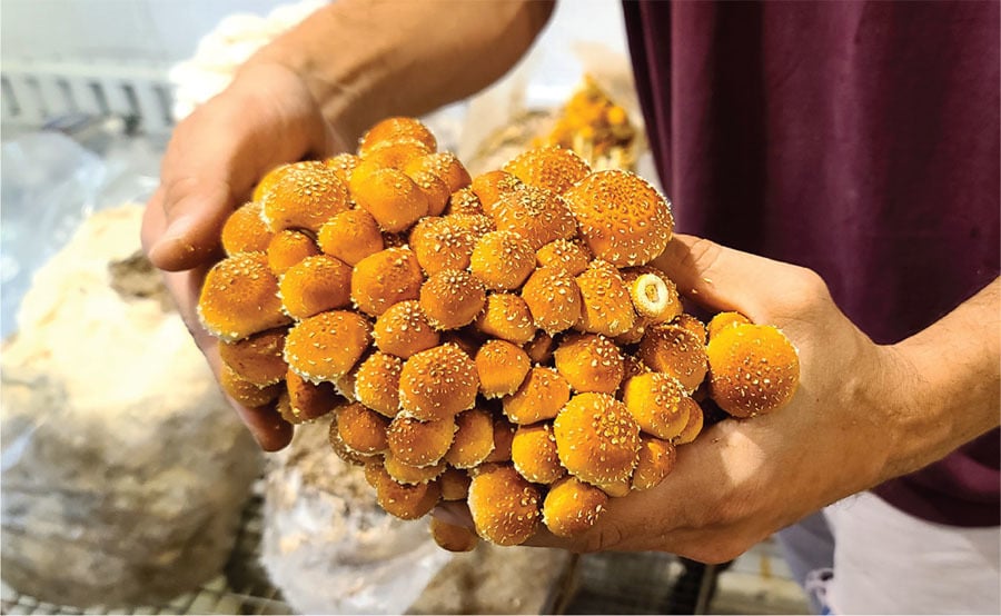 more space for mushroom fruiting