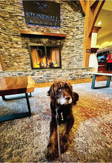 a dog at sronewall resort