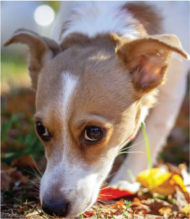 petsafe dog park