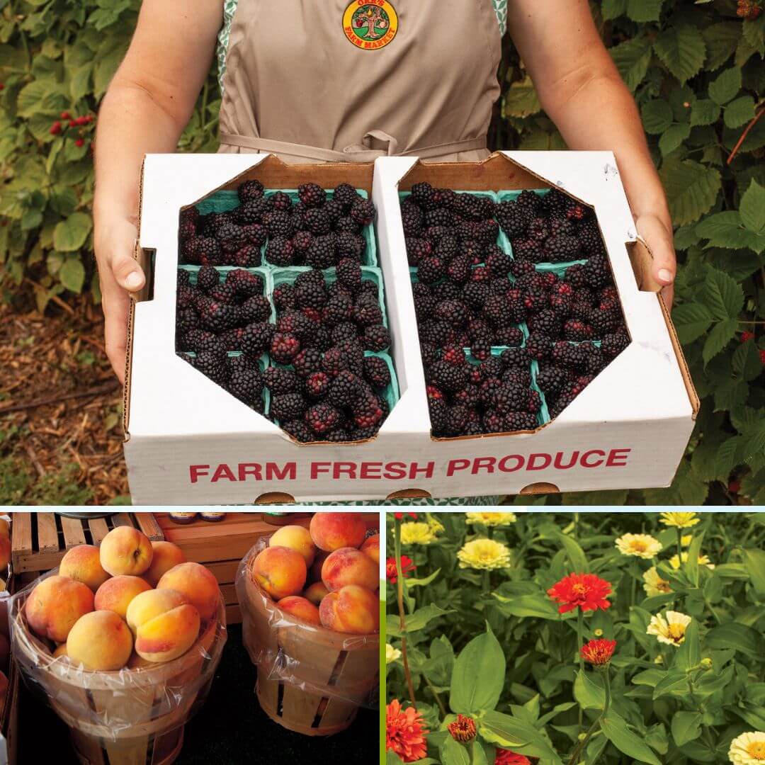 orr farm market martinsburg