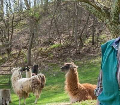 Elderly man standing on his alpaca farm