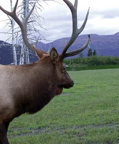 Elk grazing with West Virginia mountains behind them